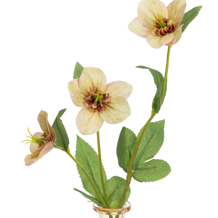 Helleborus Spray in Bud Vase 33cm Artificial