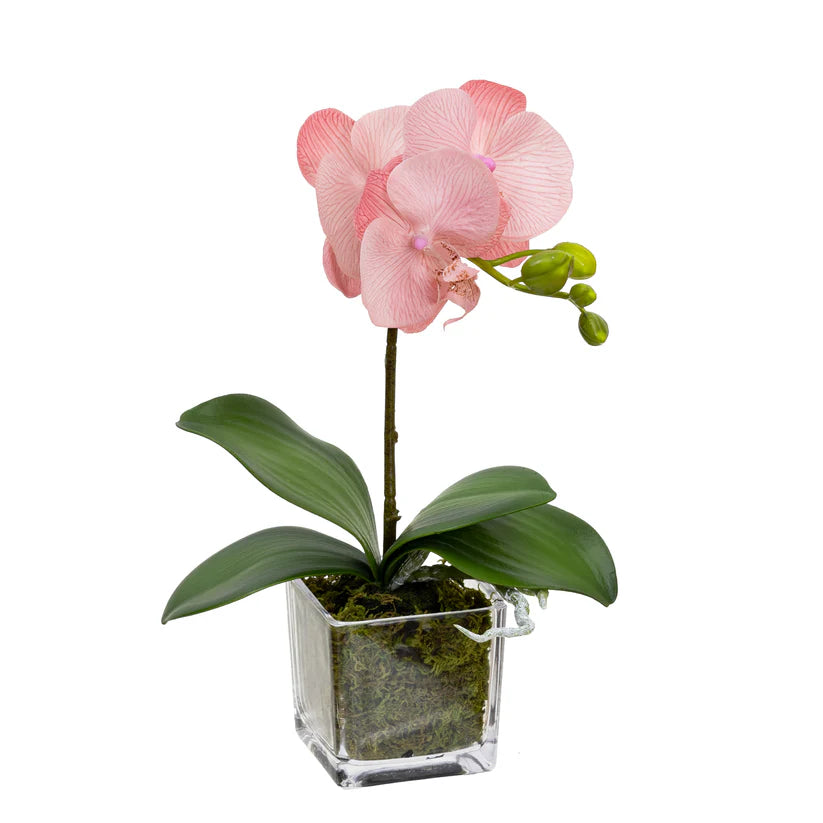 Orchid in Square Glass (Pink) 32cm Artificial