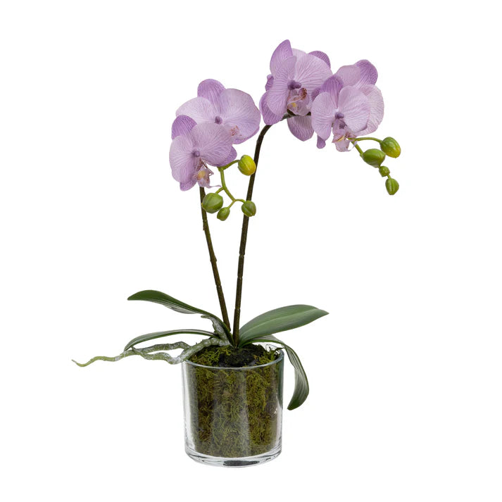 Orchid in Cylinder Glass 40cm Artificial Flower Arrangements and Artificial Plants