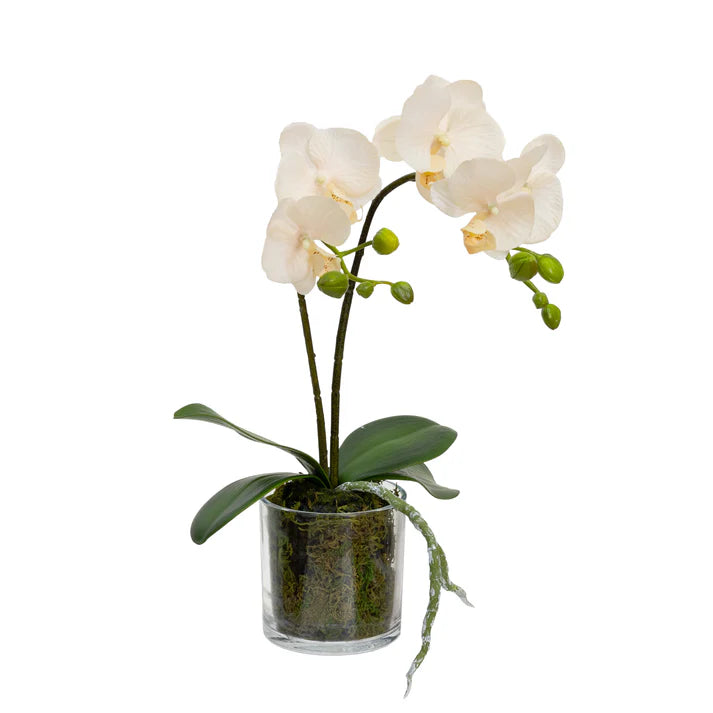 Orchid in Cylinder Glass 40cm Artificial Flower Arrangements and Artificial Plants