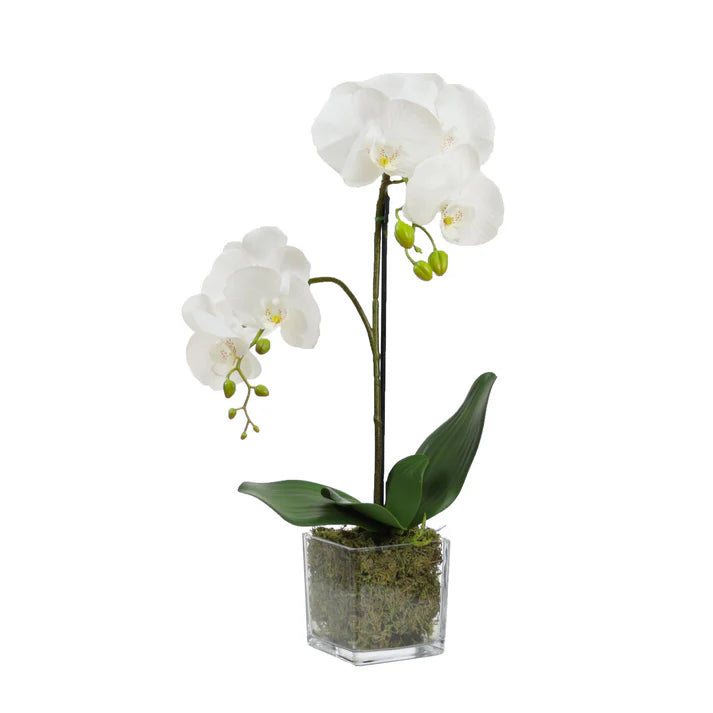 Orchid in Square Glass 56cm Artificial