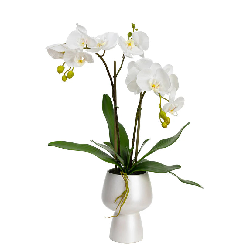 Orchid in White Pedestal Pot 70cm Artificial
