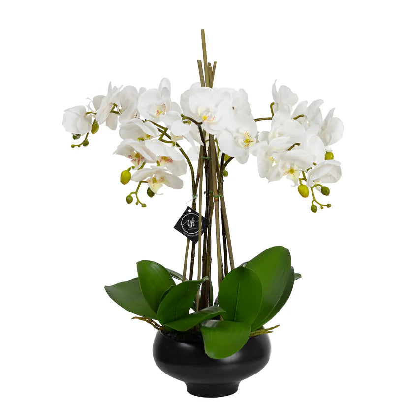 Orchid in Black Pedestal Bowl 62cm Artificial