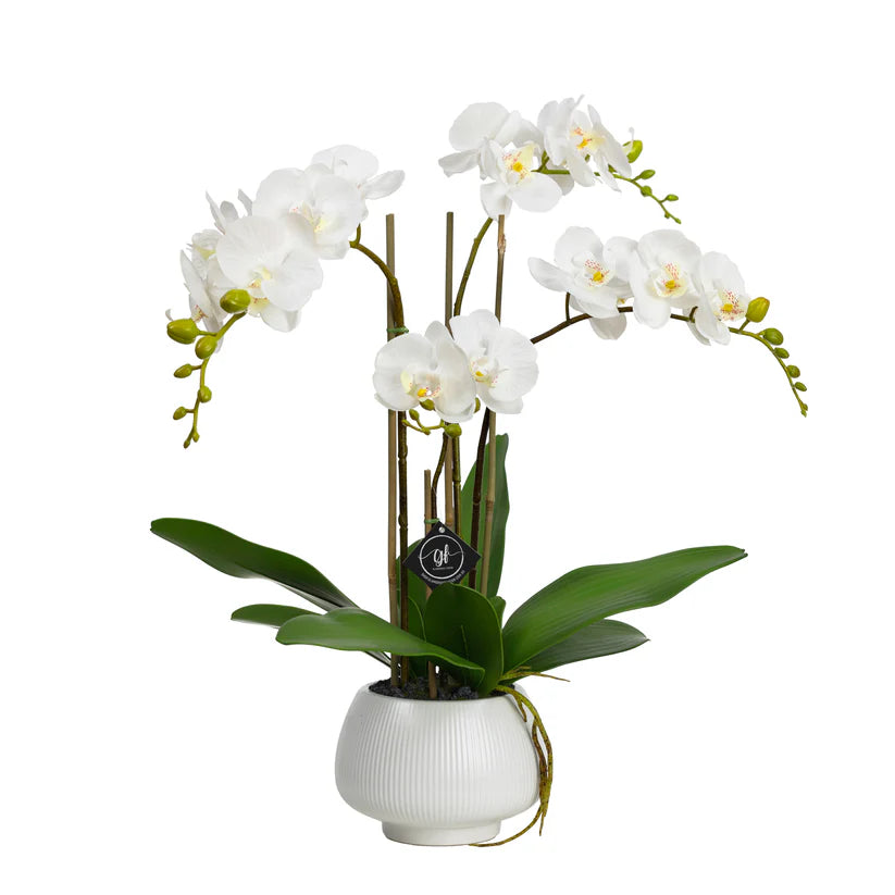 Orchid in White Pedestal Bowl 62cm Artificial
