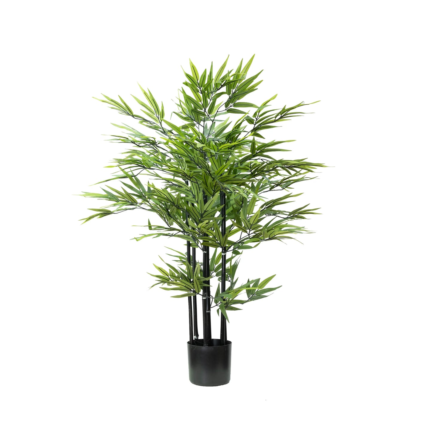 Chinese Black Bamboo Tree