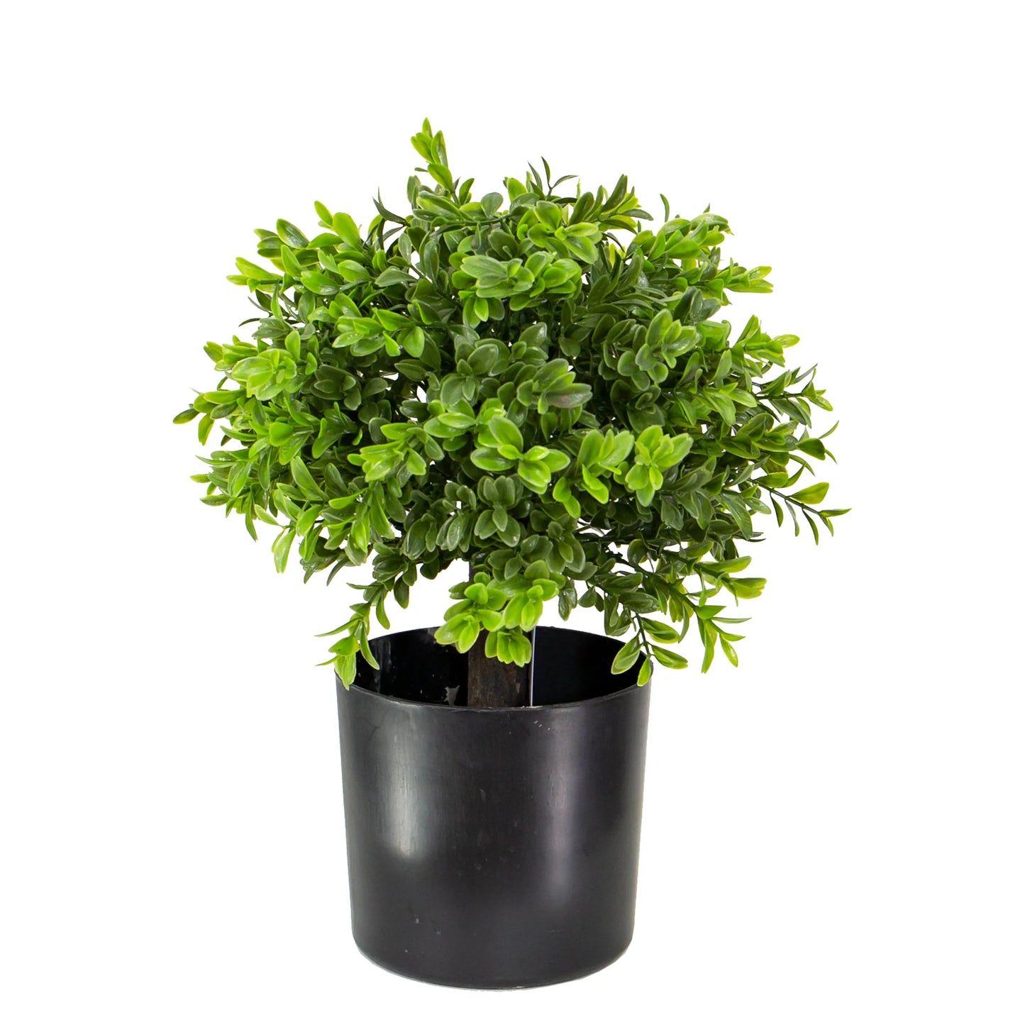 Boxwood Ball Plant