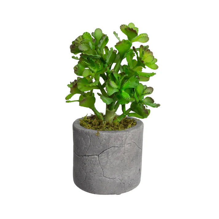 Faux Assorted Succulents Set of 4