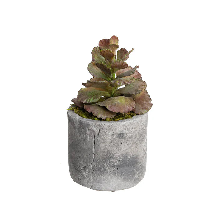 Faux Assorted Succulents Set of 4