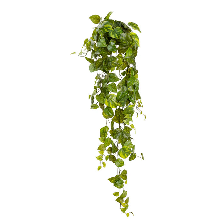 Pothos Hanging Bush