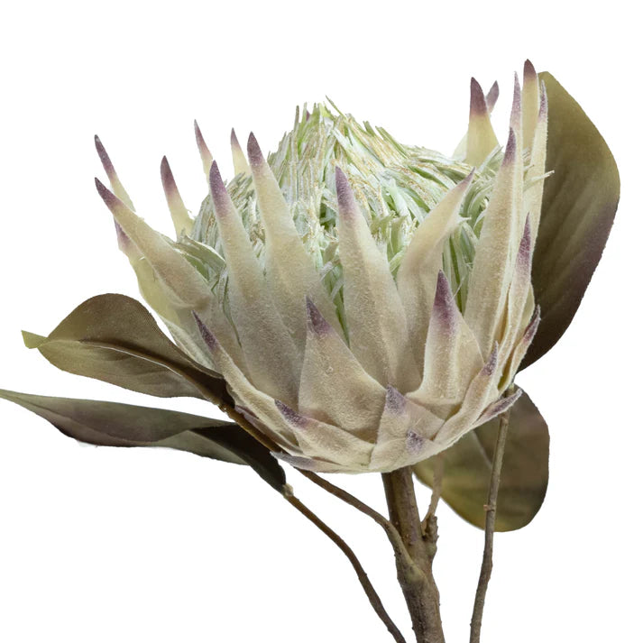 King Protea