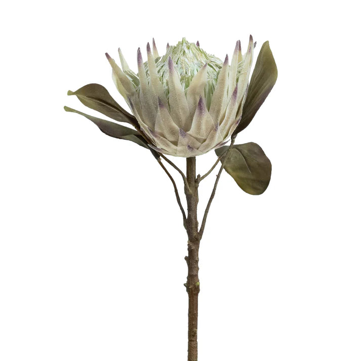 King Protea