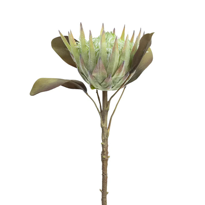 King Protea