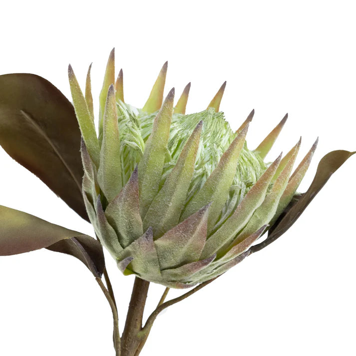 King Protea