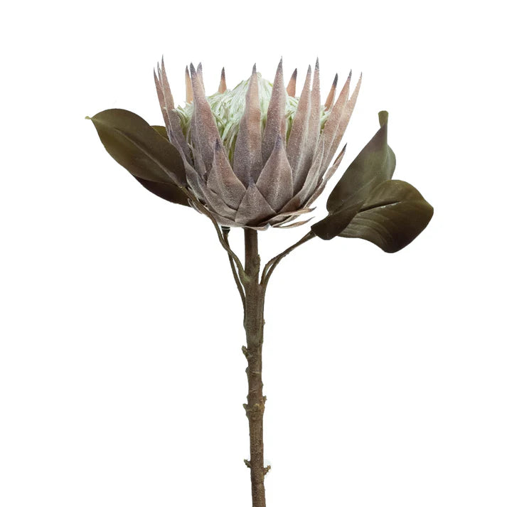 King Protea