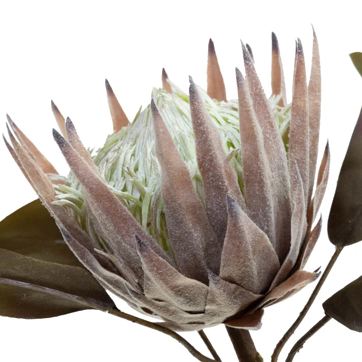 King Protea