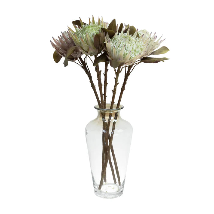 King Protea