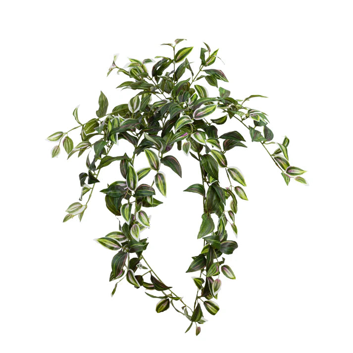 Wandering Jew Hanging Bush