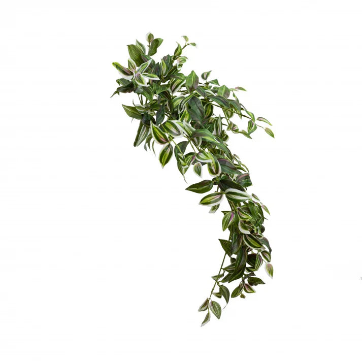 Wandering Jew Hanging Bush
