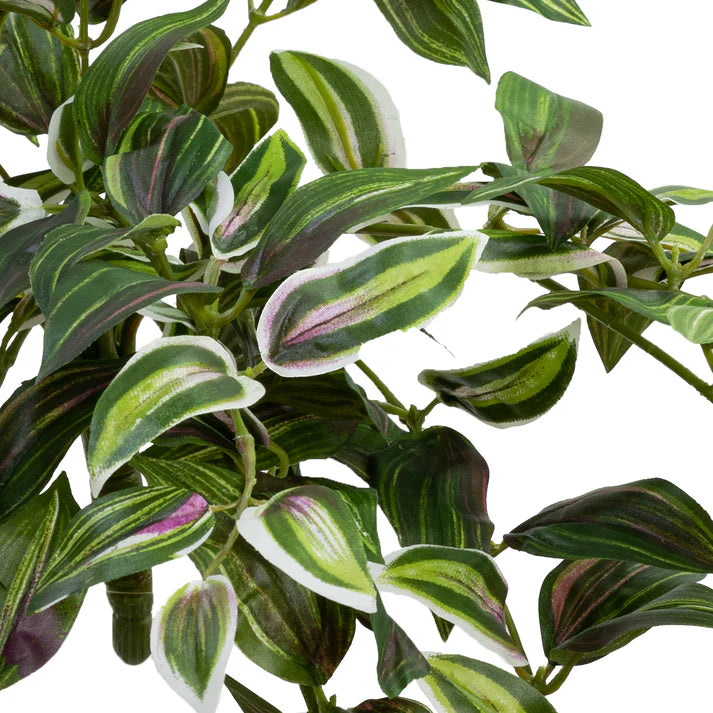 Wandering Jew Hanging Bush