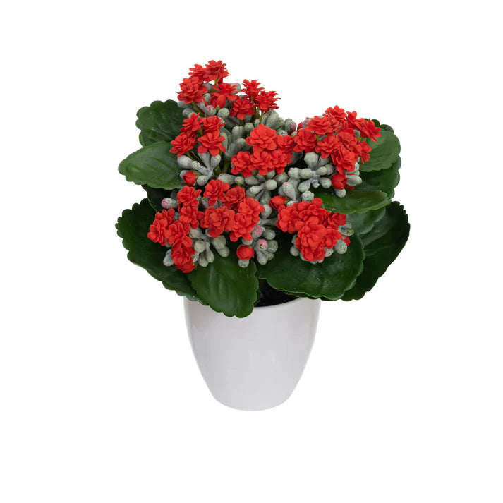 Kalanchoe Bush in Pot Set - Artificial Flower Arrangements and Artificial Plants