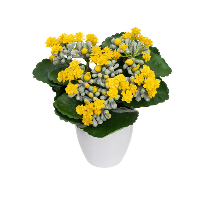 Kalanchoe Bush in Pot