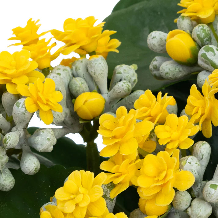Kalanchoe Bush in Pot