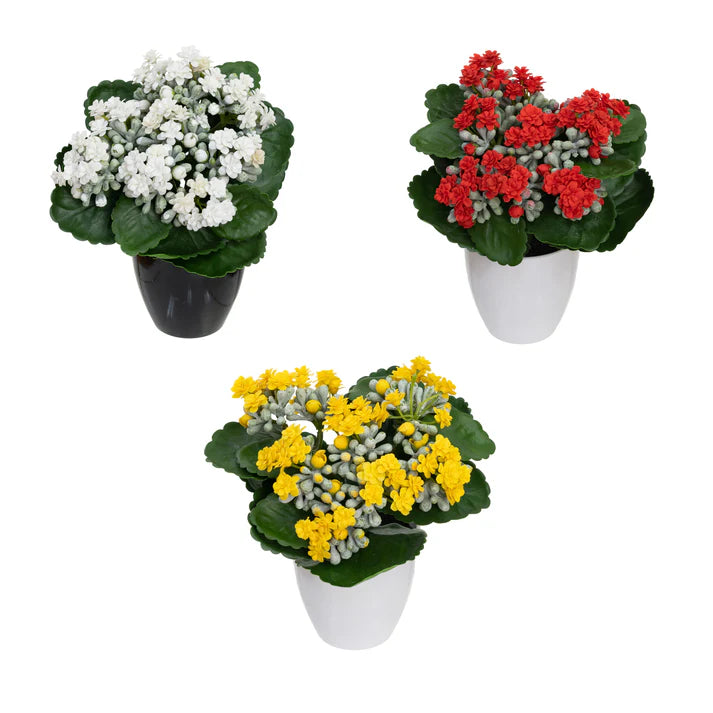 Kalanchoe Bush in Pot