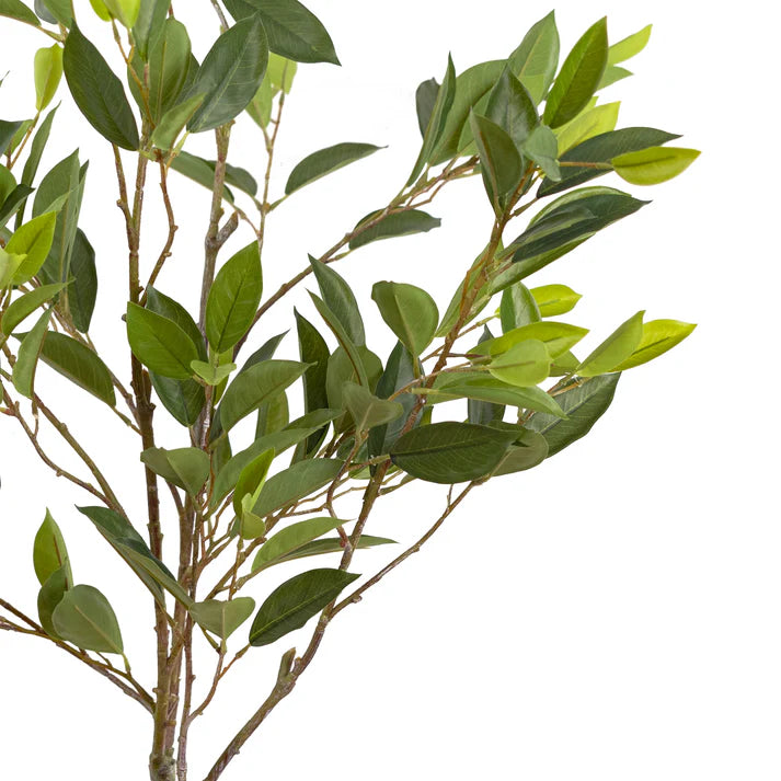 Camelia Leaf Tree 152cm Artificial