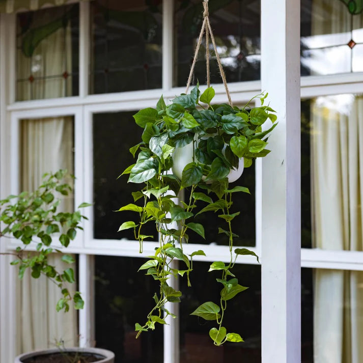 Philo Bush in Hanging Planter - Artificial Flower Arrangements and Artificial Plants
