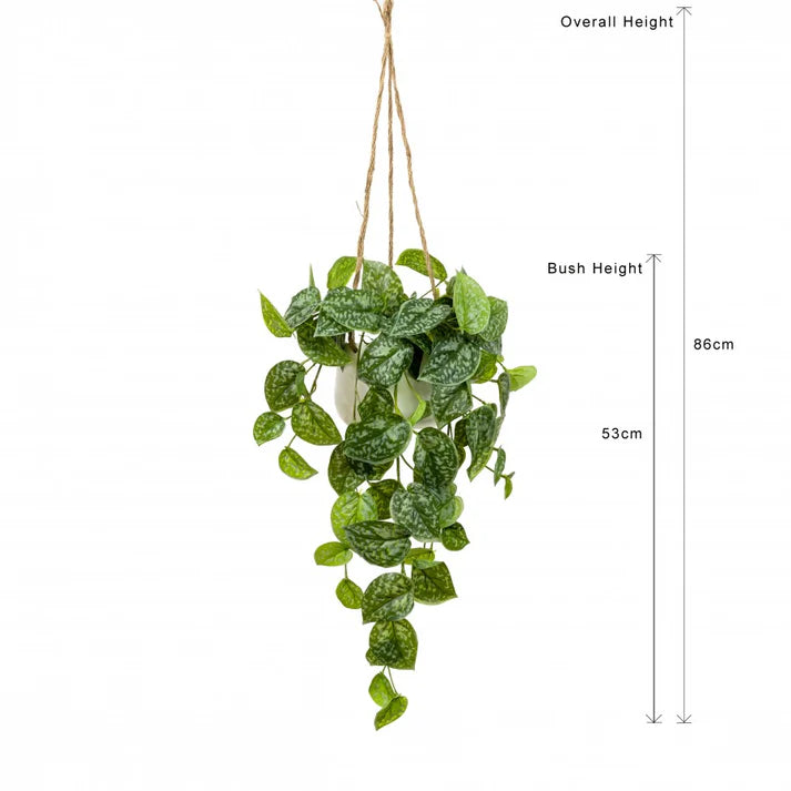 Scindapsus in Hanging Planter