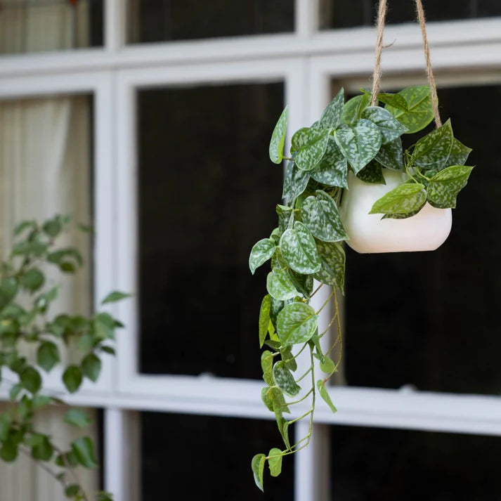 Scindapsus in Hanging Planter