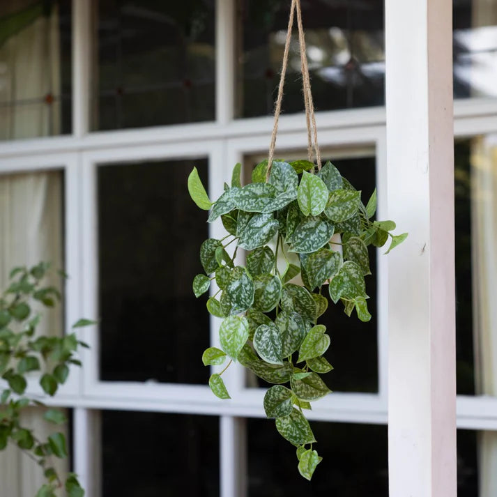 Scindapsus in Hanging Planter