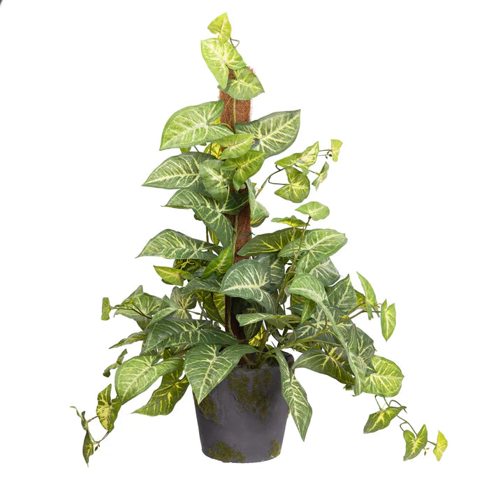 Syngonium on Pole 73cm Artificial