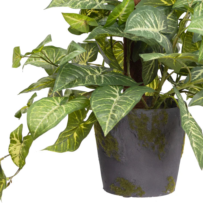 Syngonium on Pole 73cm Artificial