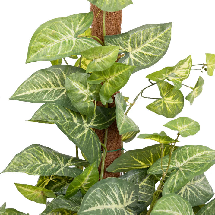 Syngonium on Pole 73cm Artificial
