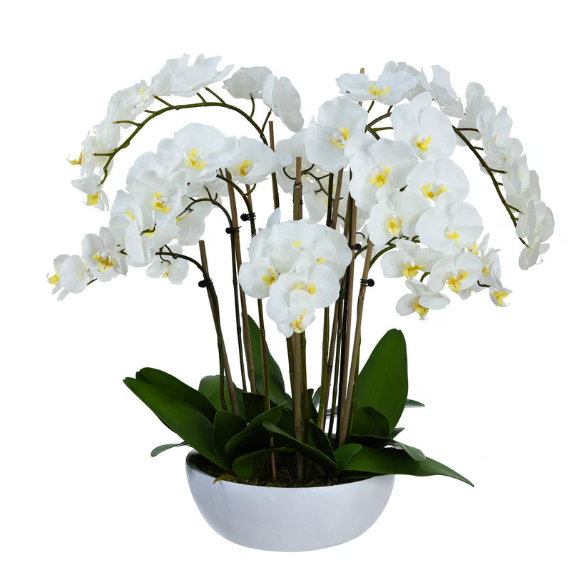 Grand Orchid in Pot (Cream) 80cm Artificial