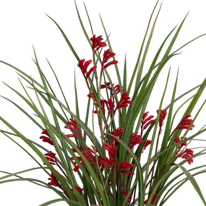 Kangaroo Paw in Pot 68cm Artficial