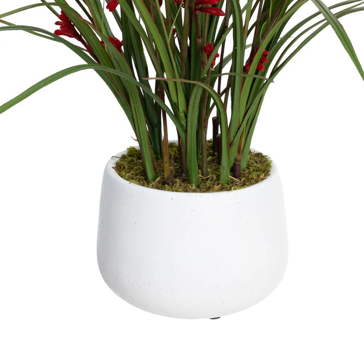 Kangaroo Paw in Pot 68cm Artficial