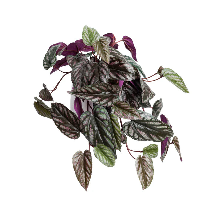 Cissus Plant in Pot 23cm Artificial