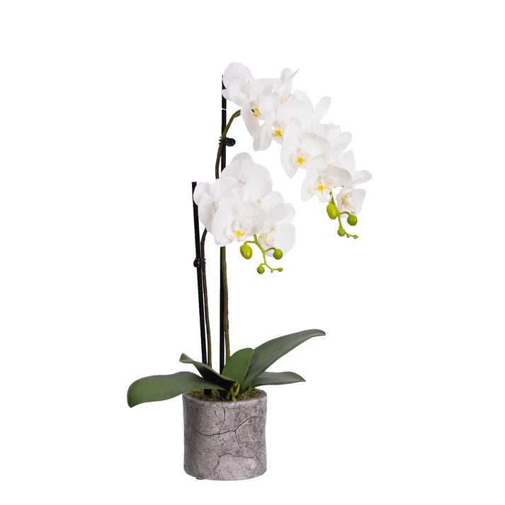 Orchid in Pot 60cm Artificial