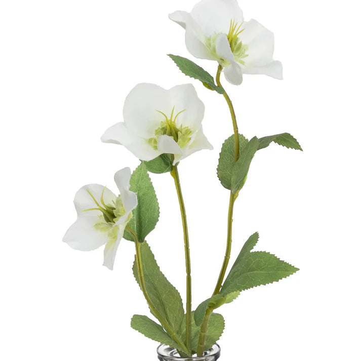 Helleborus Spray in Bud Vase 33cm Artificial