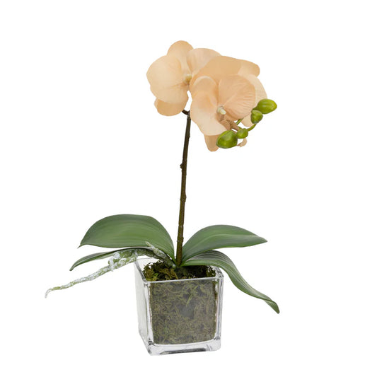 Orchid in Square Glass (Apricot) 32cm Artificial