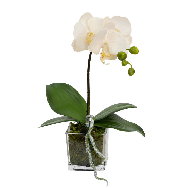 Orchid in Square Glass (Peach) 32cm Artificial