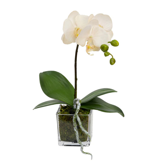 Orchid in Square Glass (Peach) 32cm Artificial