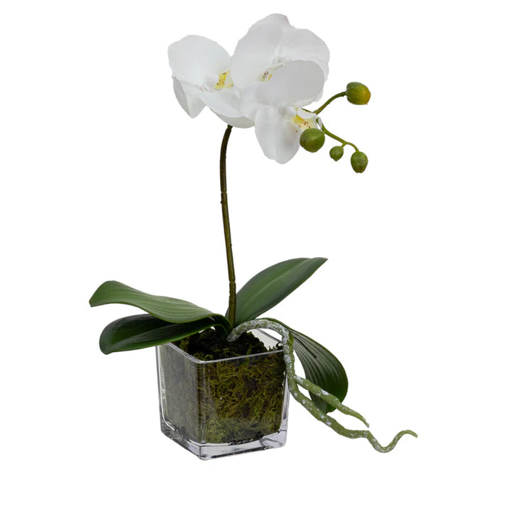 Orchid in Square Glass (White) 32cm Artificial