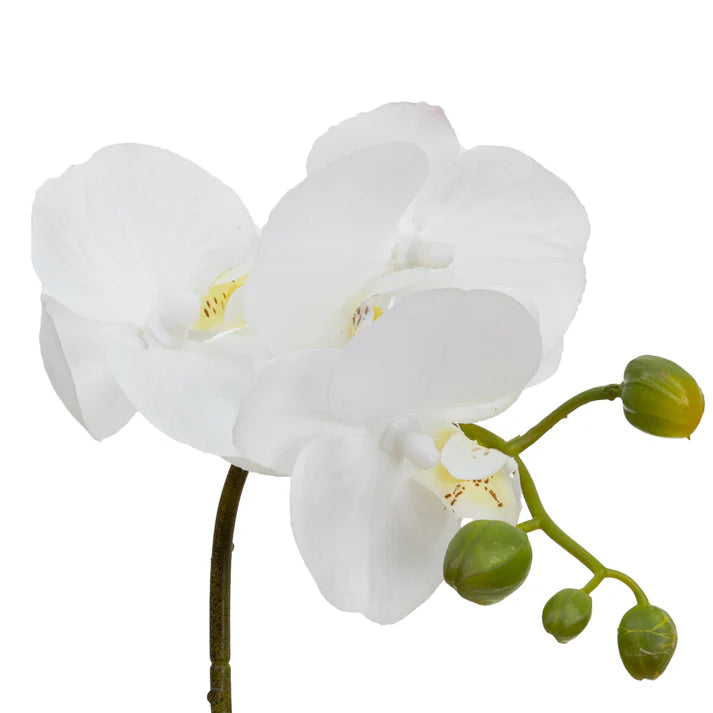 Orchid in Square Glass (White) 32cm Artificial