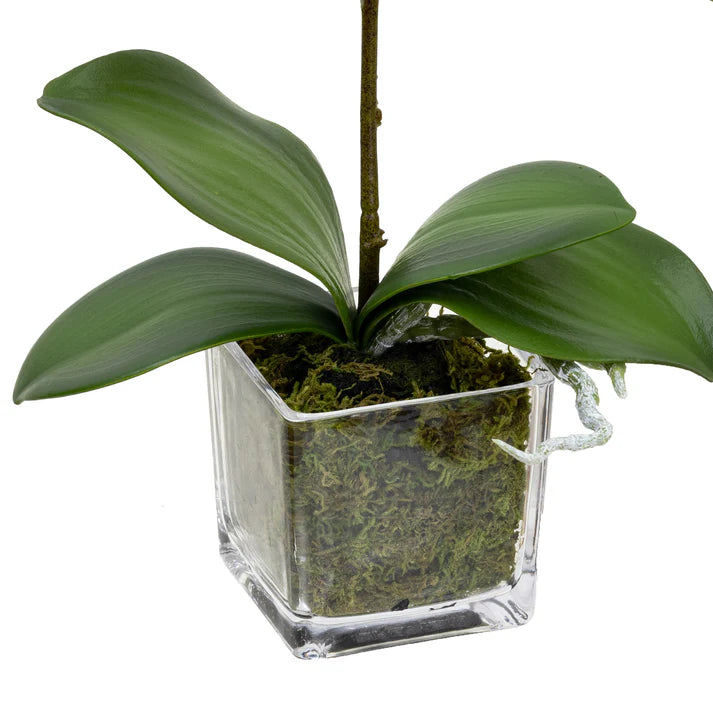 Orchid in Square Glass (White) 32cm Artificial