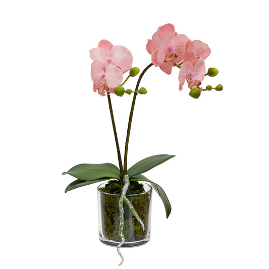 Fusion Orchid in Cylinder Glass 40cm Artificial Flower Arrangements and Artificial Plants