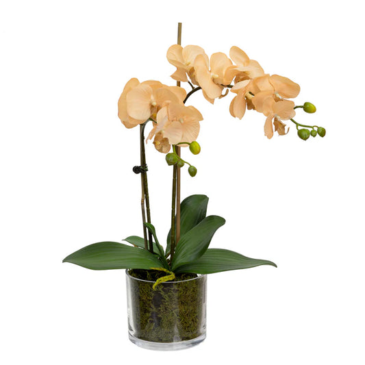 Orchid in Cylinder Glass 45cm Artificial Flower Arrangements and Artificial Plants