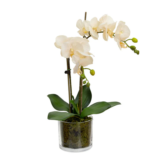 Orchid in Cylinder Glass 45cm Artificial Flower Arrangements and Artificial Plants